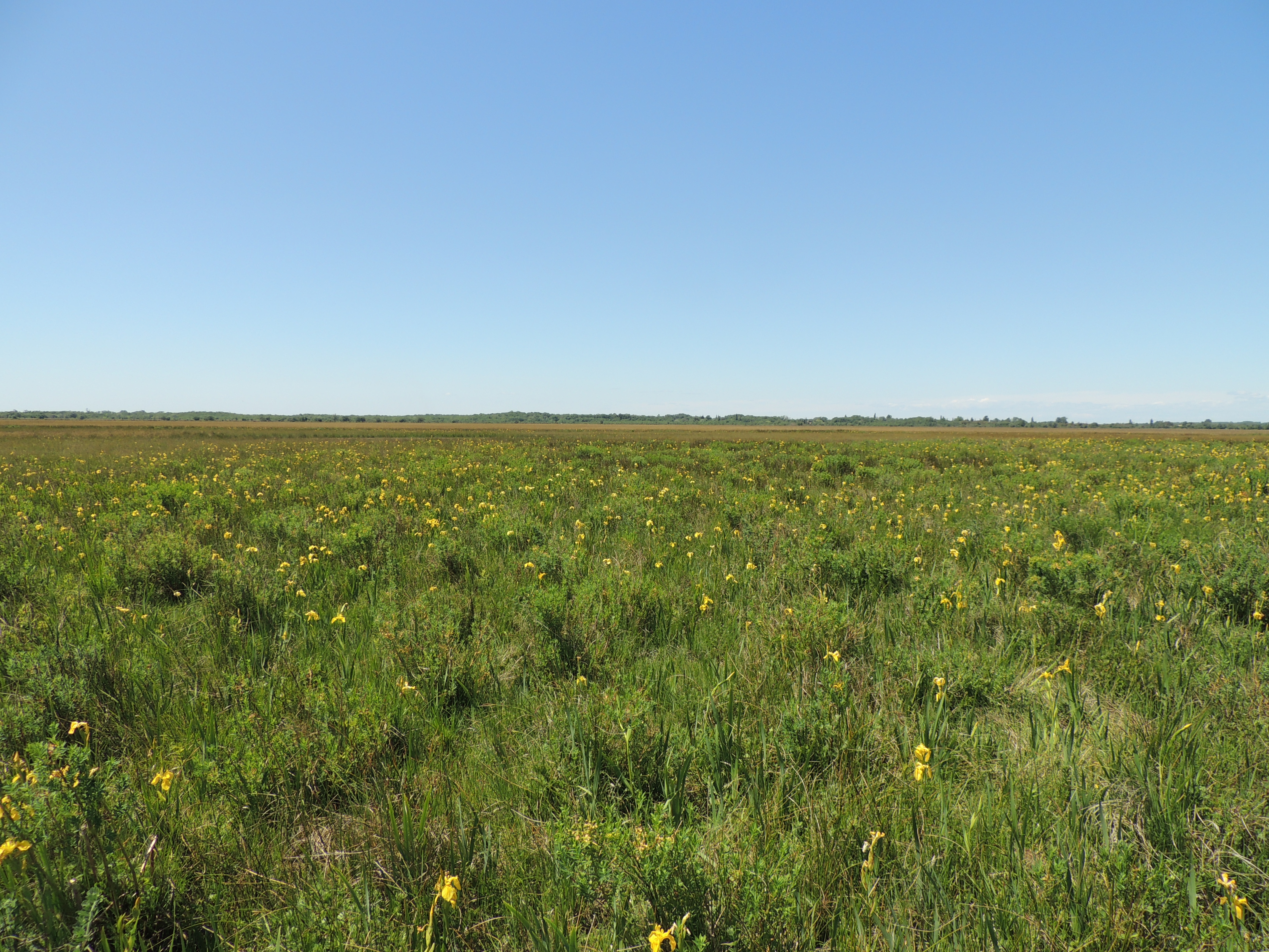 Prairie humide méditérranéene