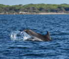 Jeune grand dauphin - Ouest Camargue @ D. marobin/PNRC