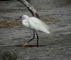 Aigrette garzette ©A.Crestey