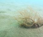 Hippocampe à museau court - Banc de sable du golfe de Beauduc @GIS posidonie