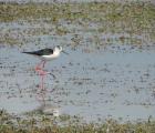 Echasse blanche ©A.Crestey