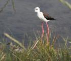 Echasse blanche ©E.Vialet
