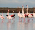 Flamant rose ©E.Vialet
