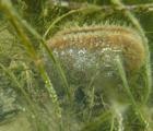 Grande nacre (Pinna nobilis) de la pointe de Beauduc (zone de protection de biotope)