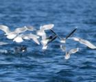Mouette pygmée golfe de Beauduc @ D. marobin/PNRC