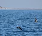 Puffins - golfe de Beauduc  @ D. marobin/PNRC