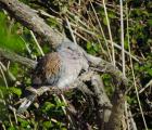 Tourterelle des bois ©A.Crestey